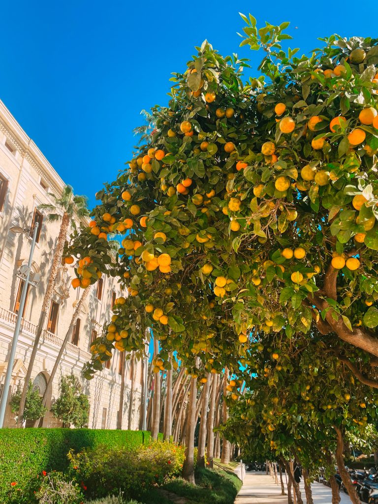 Malaga - pomarańcze